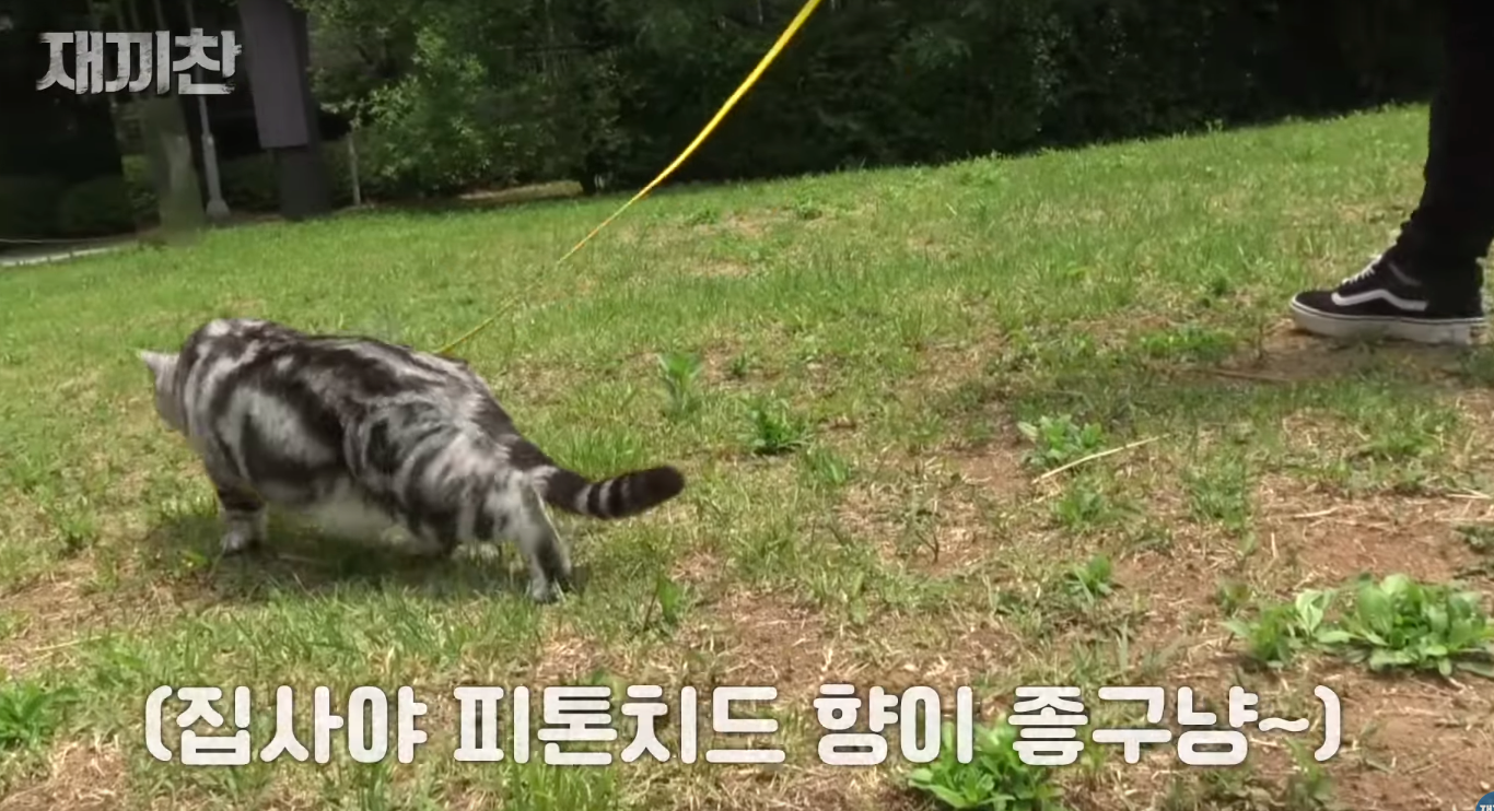 고양이 산책 시키는 강아지 훈련사 이찬종 선생님 | 인스티즈