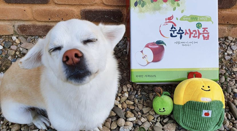 한 때 대한민국에서 모르는 사람이 없던 강아지 | 인스티즈