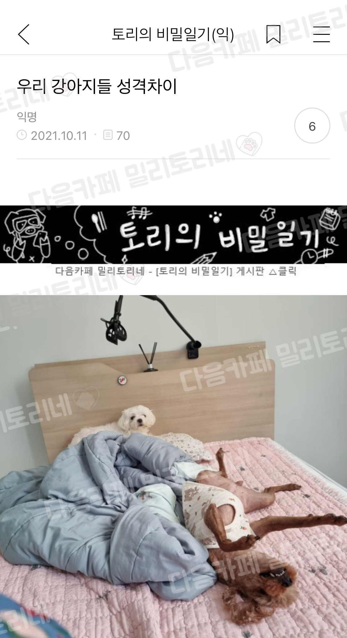 우리 강아지들 성격 차이 | 인스티즈