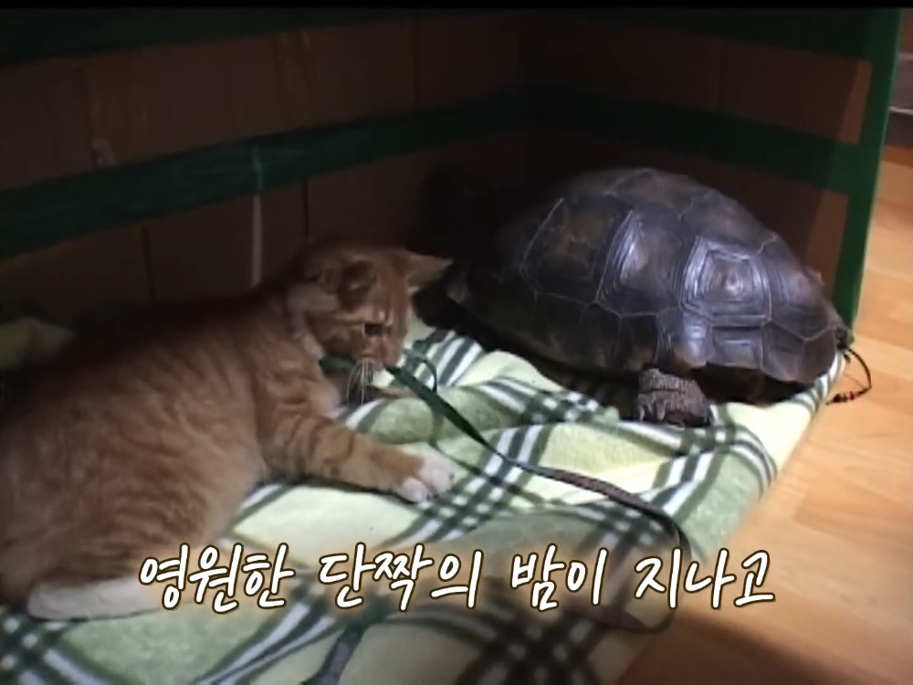 거북이 오너 고양이 | 인스티즈