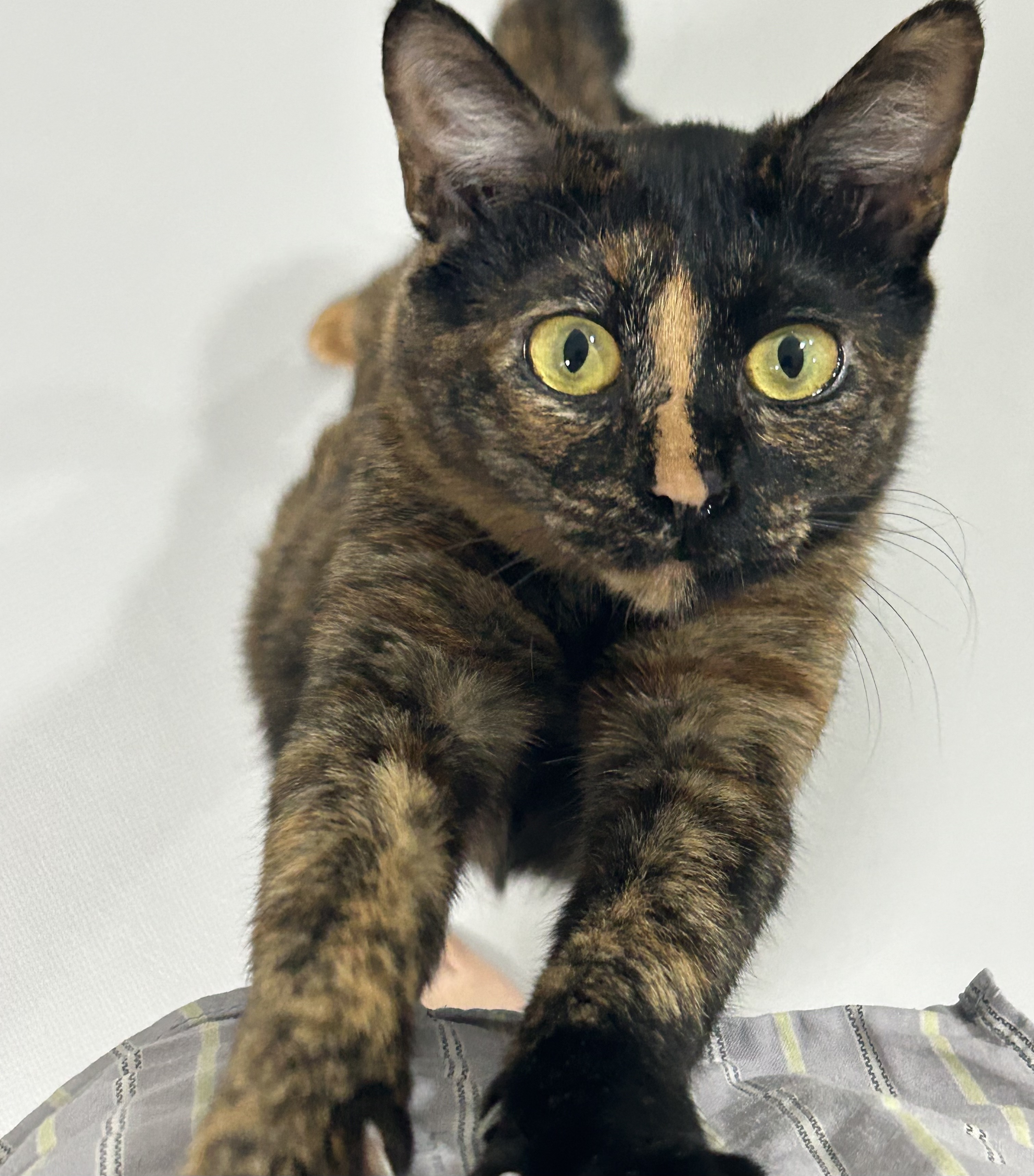 (입홍)✨ 도도한 외모지만 사람이 너무 좋은 개냥이남매 가족을 찾아요 ✨ | 인스티즈