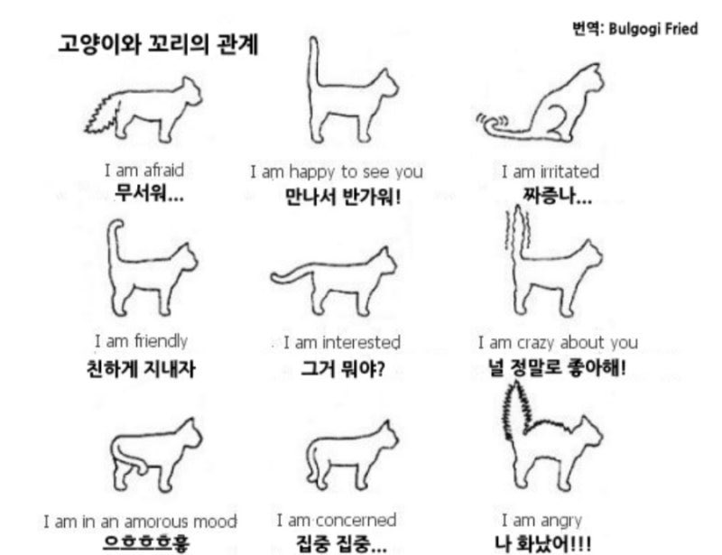 고양이가 누군가를 정말 좋아할때 꼬리상태 | 인스티즈