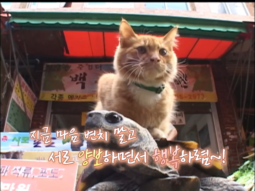 거북이 오너 고양이 | 인스티즈
