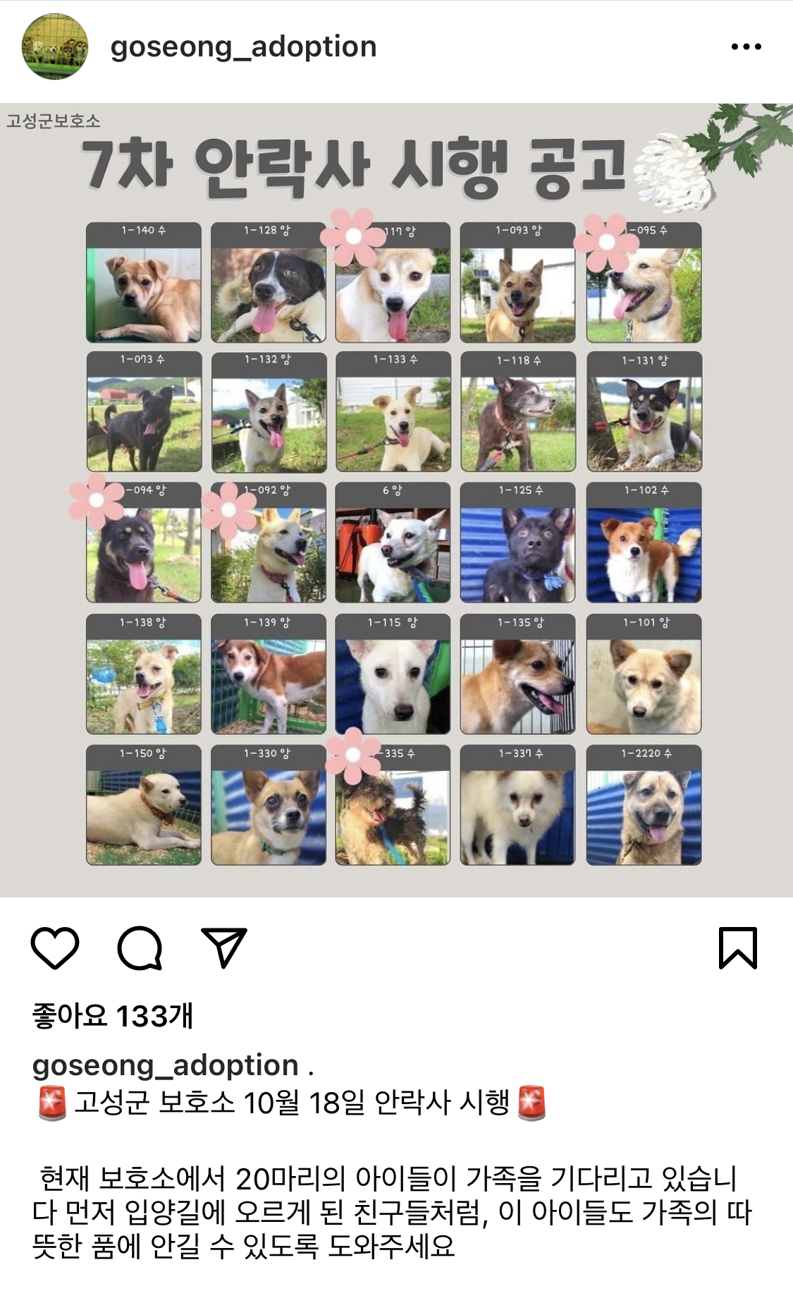 D-9 🚨10월 18일에 7차 안락사 시행 🚨 보호소에 20마리 강아 가족을 기다리고 있습니다 | 인스티즈
