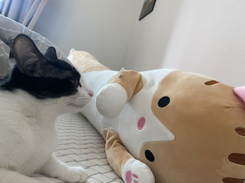 울고양이 성장과정..(사진많음주의) | 인스티즈