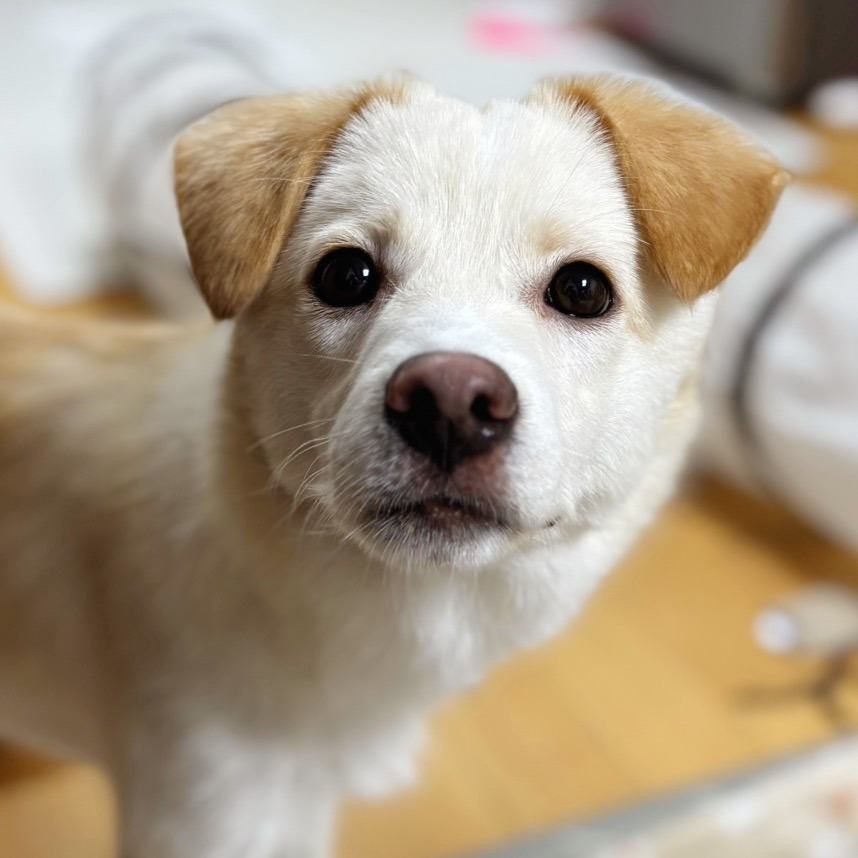 딱 3개월‼️ 유기견 아이들의 따스한 휴식처가 되어줄 천사를 기다려요❤️ | 인스티즈