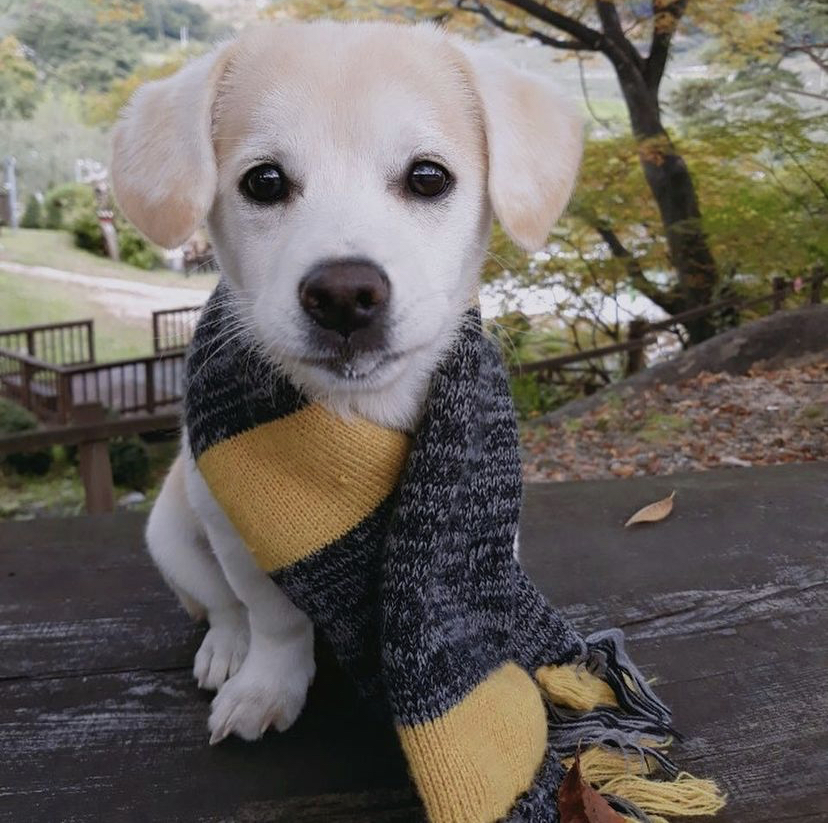 한 때 대한민국에서 모르는 사람이 없던 강아지 | 인스티즈