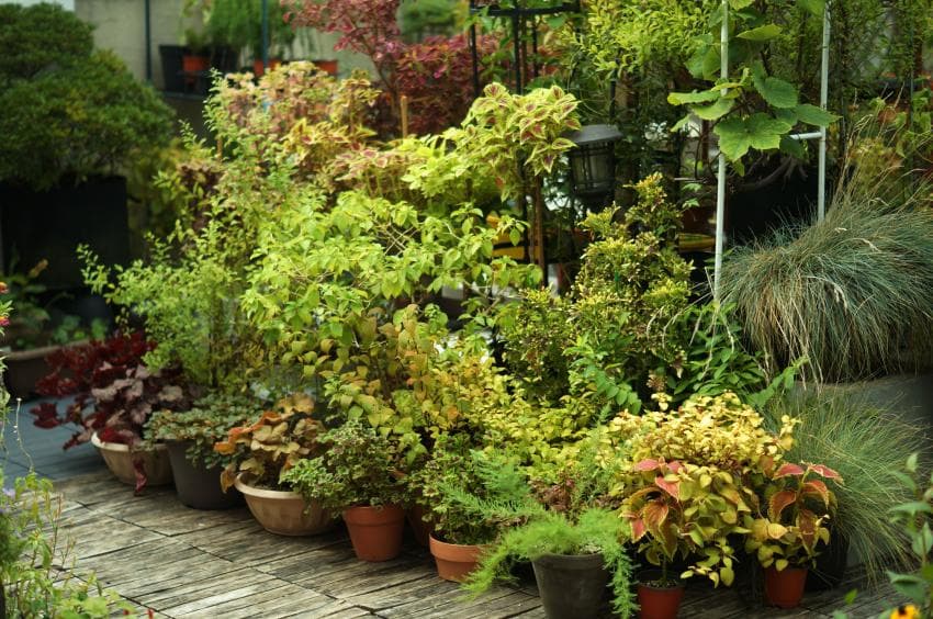 식물 가득한 옥상정원 🌿🍃 | 인스티즈