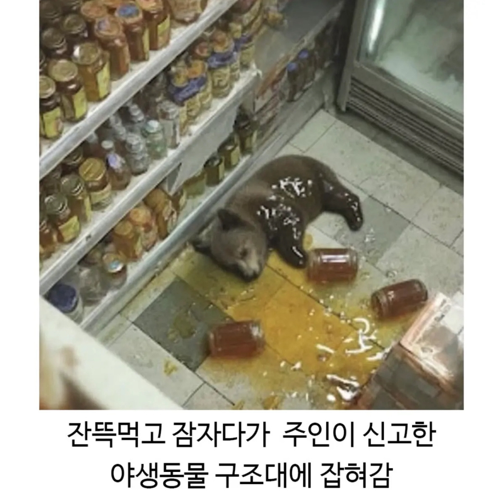매장에 난입한 꿀 도둑 | 인스티즈