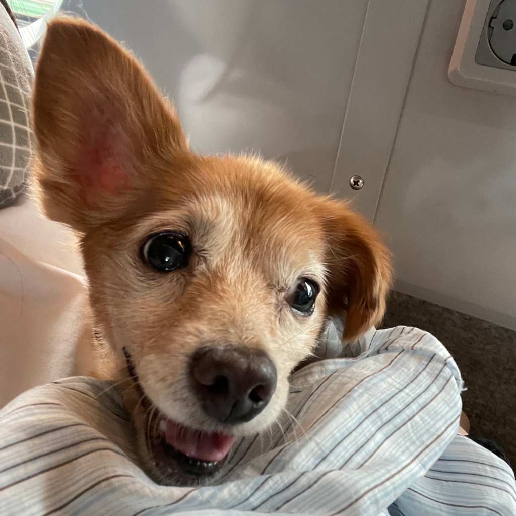 견주가 직접 안락사를 요청했던 다롱이의 평생가족을 찾아요 🫎🧡 | 인스티즈