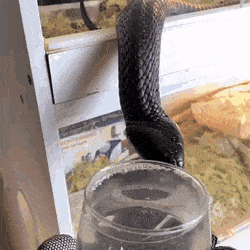 물 마시는 검은 뱀.gif | 인스티즈