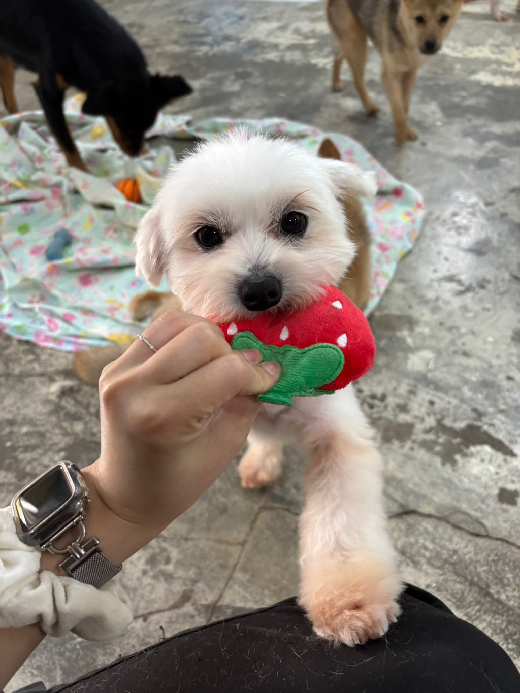 딱 3개월‼️ 따수운 임보처를 기다리는 귀염둥이들 🐶❤️ | 인스티즈