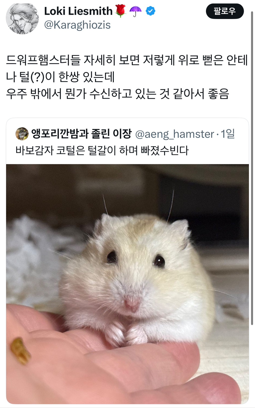 드워프햄스터들 자세히 보면 저렇게 위로 뻗은 안테나 털(?)이 한쌍 있는데 우주 밖에서 뭔가 수신하고 있는 것 같아서 좋음 | 인스티즈