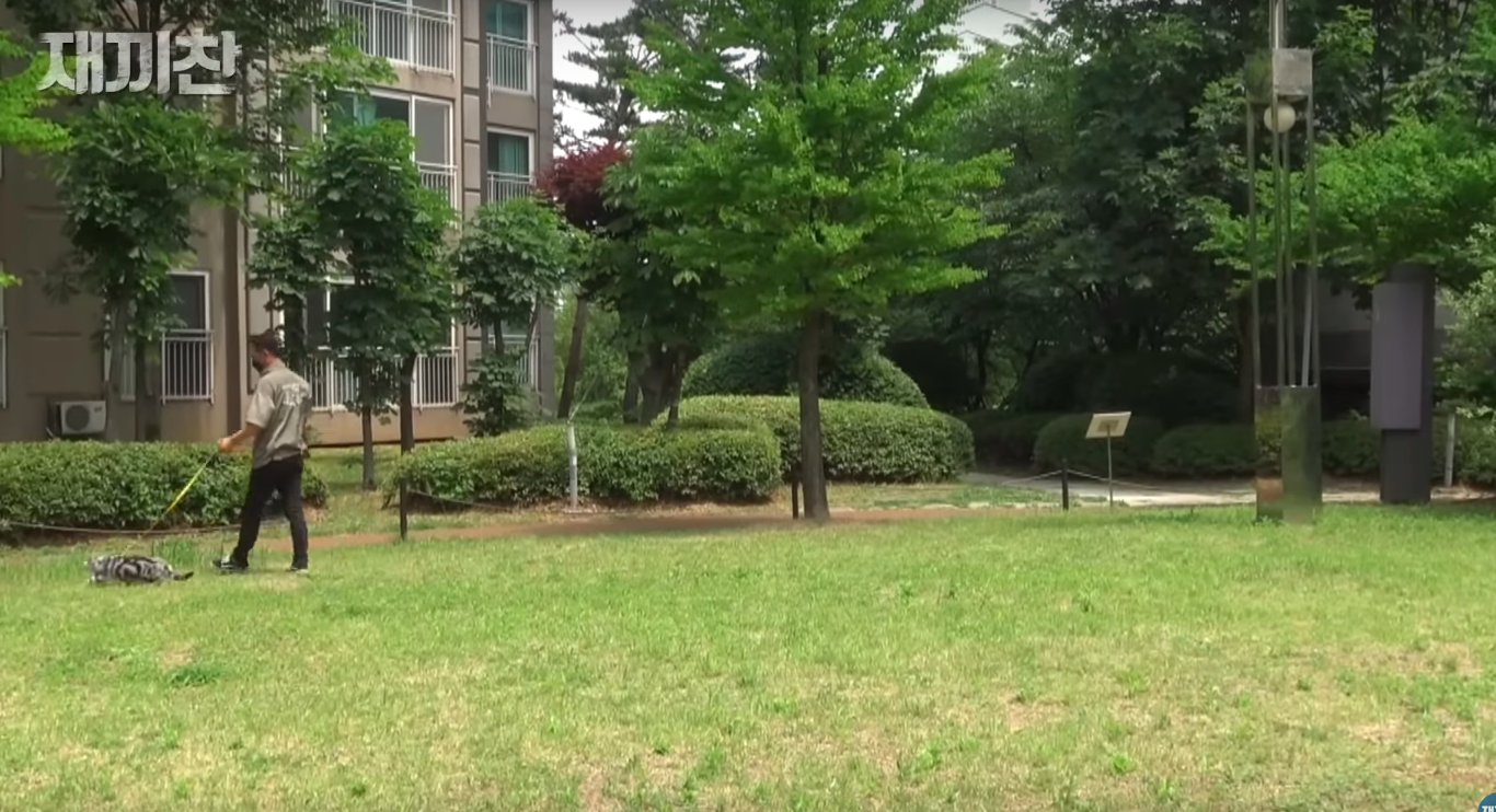 고양이 산책 시키는 강아지 훈련사 이찬종 선생님 | 인스티즈
