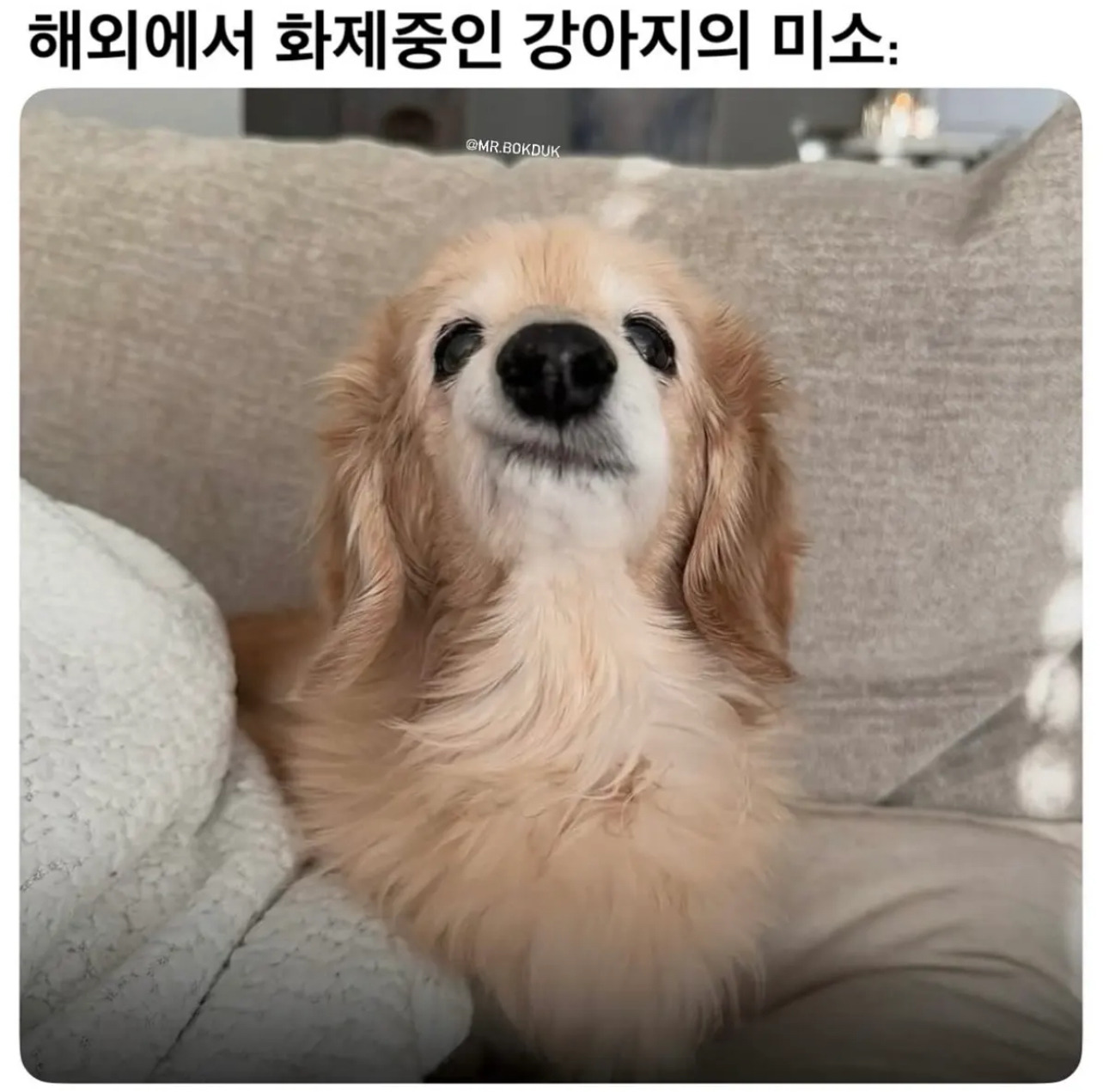 해외에서 화제 중인 썩소 강아지 | 인스티즈