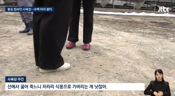 개 700마리 가두고 '홀로 대피한' 주인 나타나 한 말 | 인스티즈