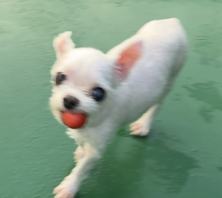 우리집 옥상정원에 토마토가 자꾸 사라지는거야 결국 도둑 잡음;; | 인스티즈