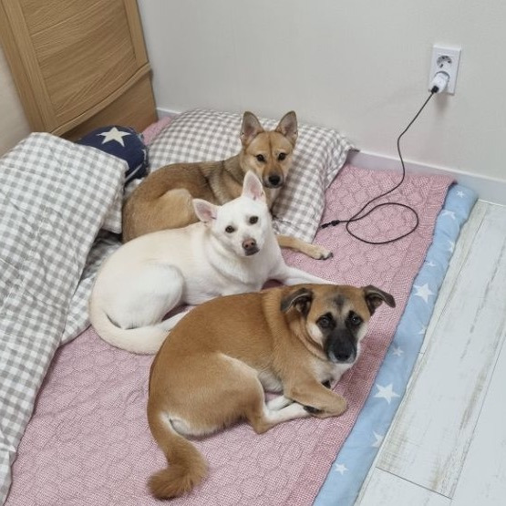 집멍이가 된 보호소 강쥐들💚 입양 준비 갈 완료 🏠🍀 | 인스티즈