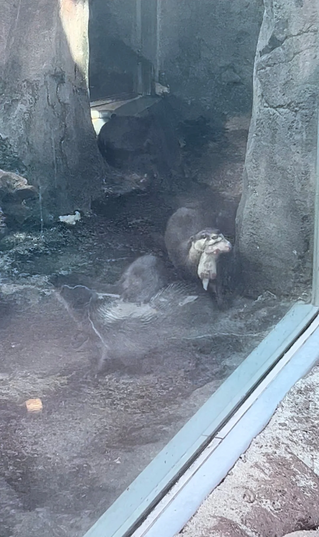 자기 새끼 자랑하는 수달이 부러웠던 어느 수달 | 인스티즈