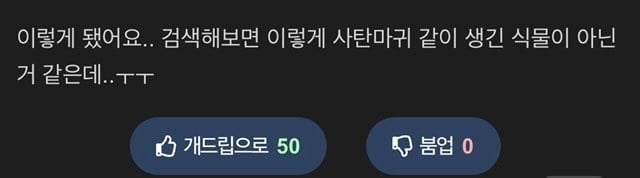 키우는 선인장이 이상해요ㅠㅠ.jpg | 인스티즈