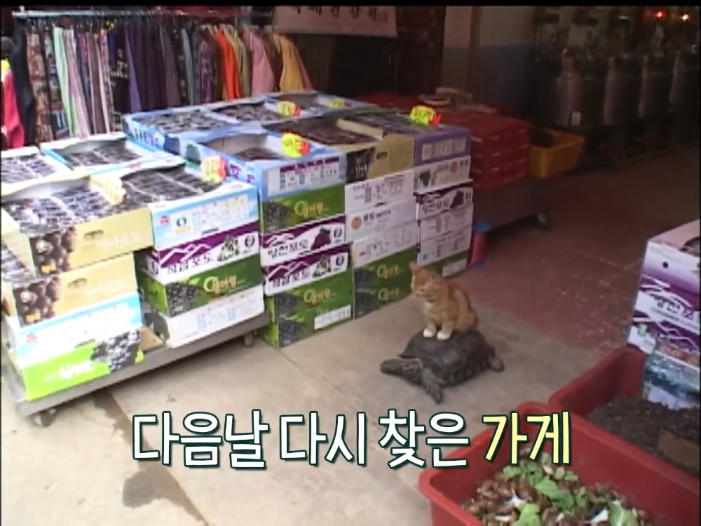 거북이 오너 고양이 | 인스티즈