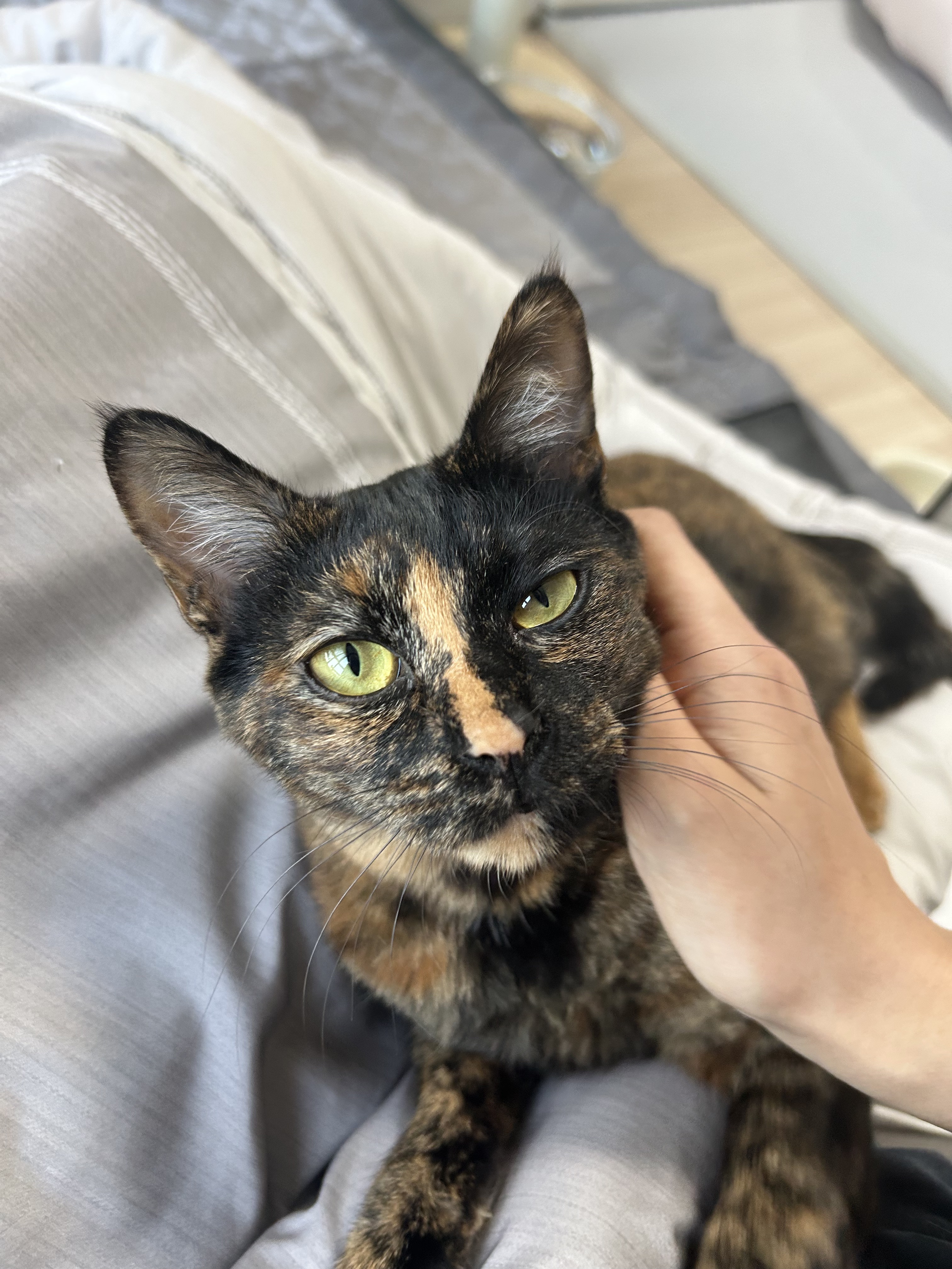 (입홍)✨ 도도한 외모지만 사람이 너무 좋은 개냥이남매 가족을 찾아요 ✨ | 인스티즈