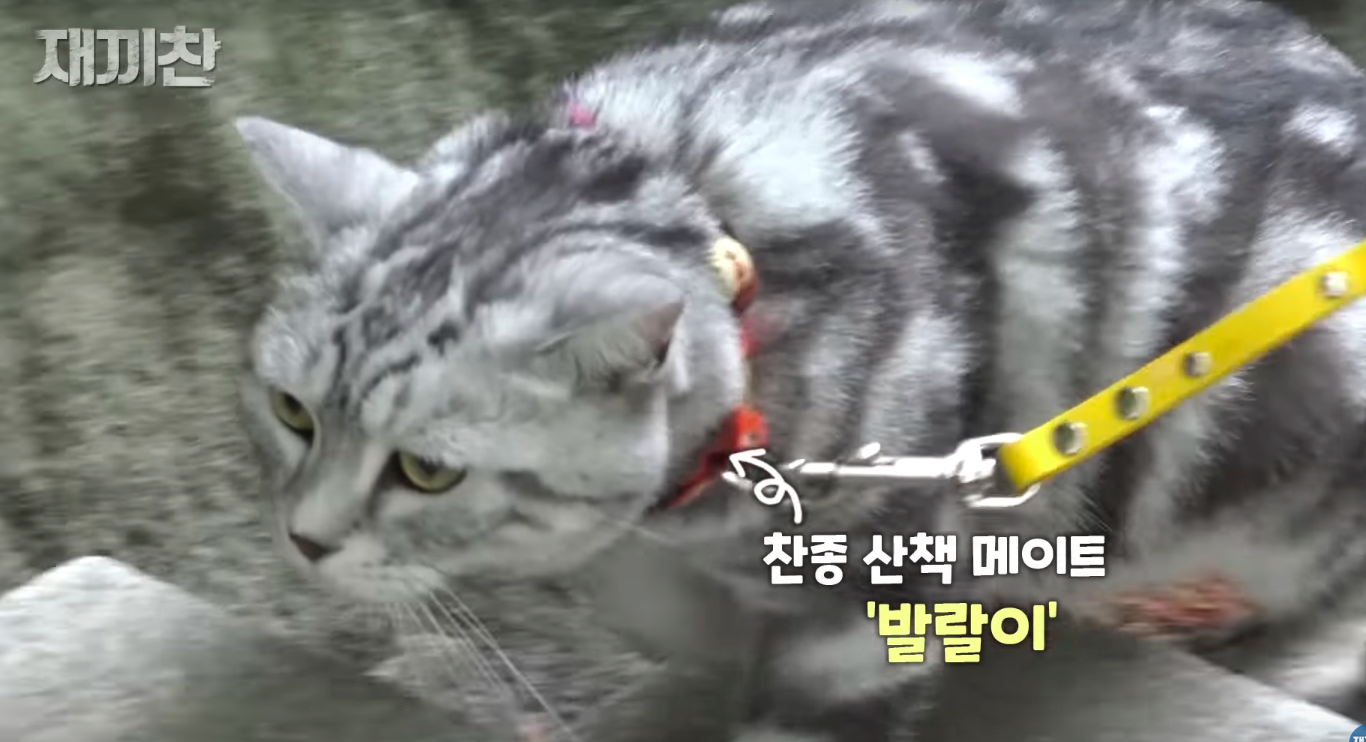 고양이 산책 시키는 강아지 훈련사 이찬종 선생님 | 인스티즈