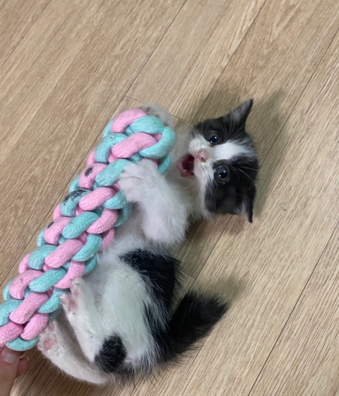 울고양이 성장과정..(사진많음주의) | 인스티즈