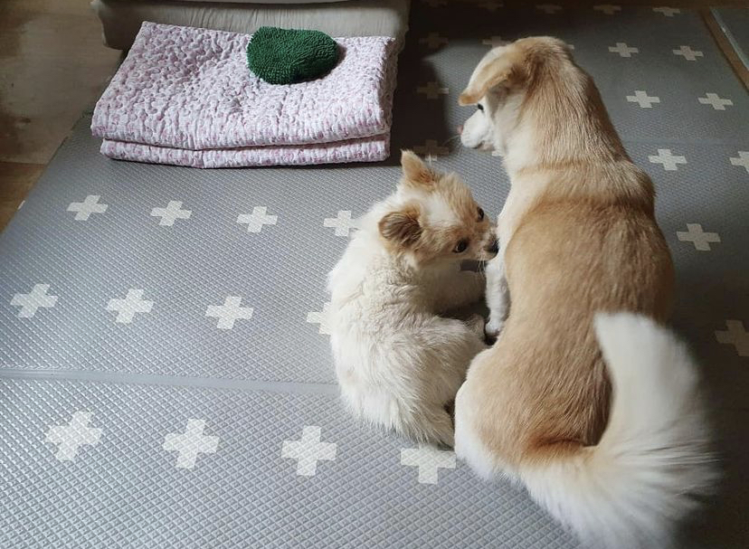 한 때 대한민국에서 모르는 사람이 없던 강아지 | 인스티즈