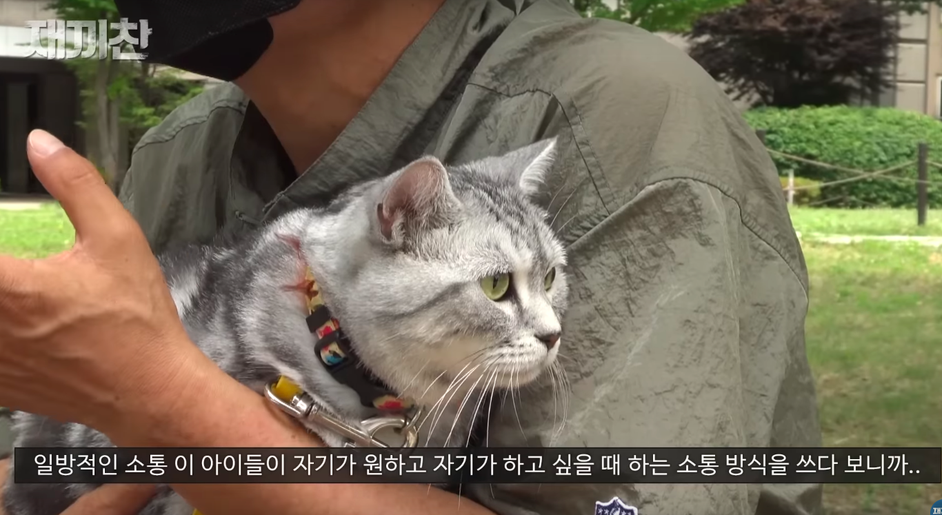 고양이 산책 시키는 강아지 훈련사 이찬종 선생님 | 인스티즈