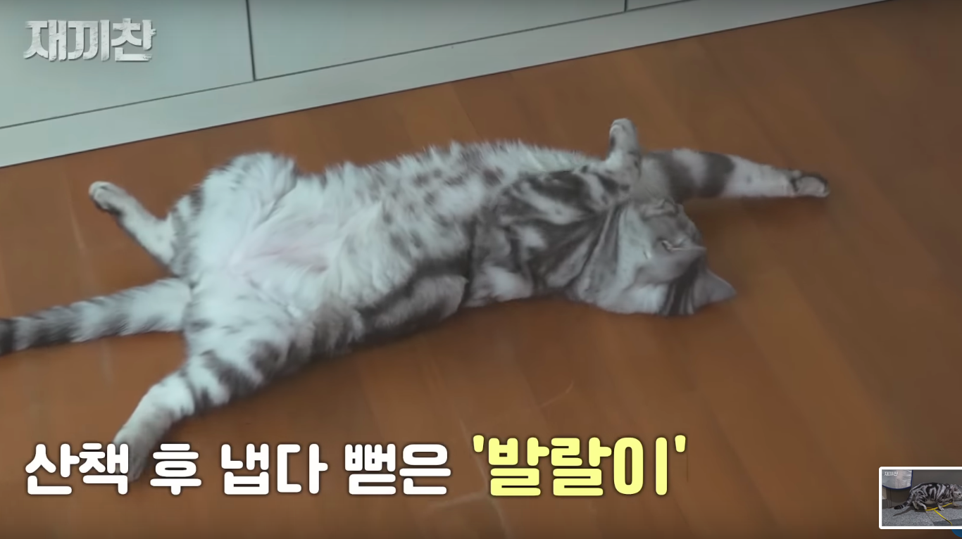 고양이 산책 시키는 강아지 훈련사 이찬종 선생님 | 인스티즈