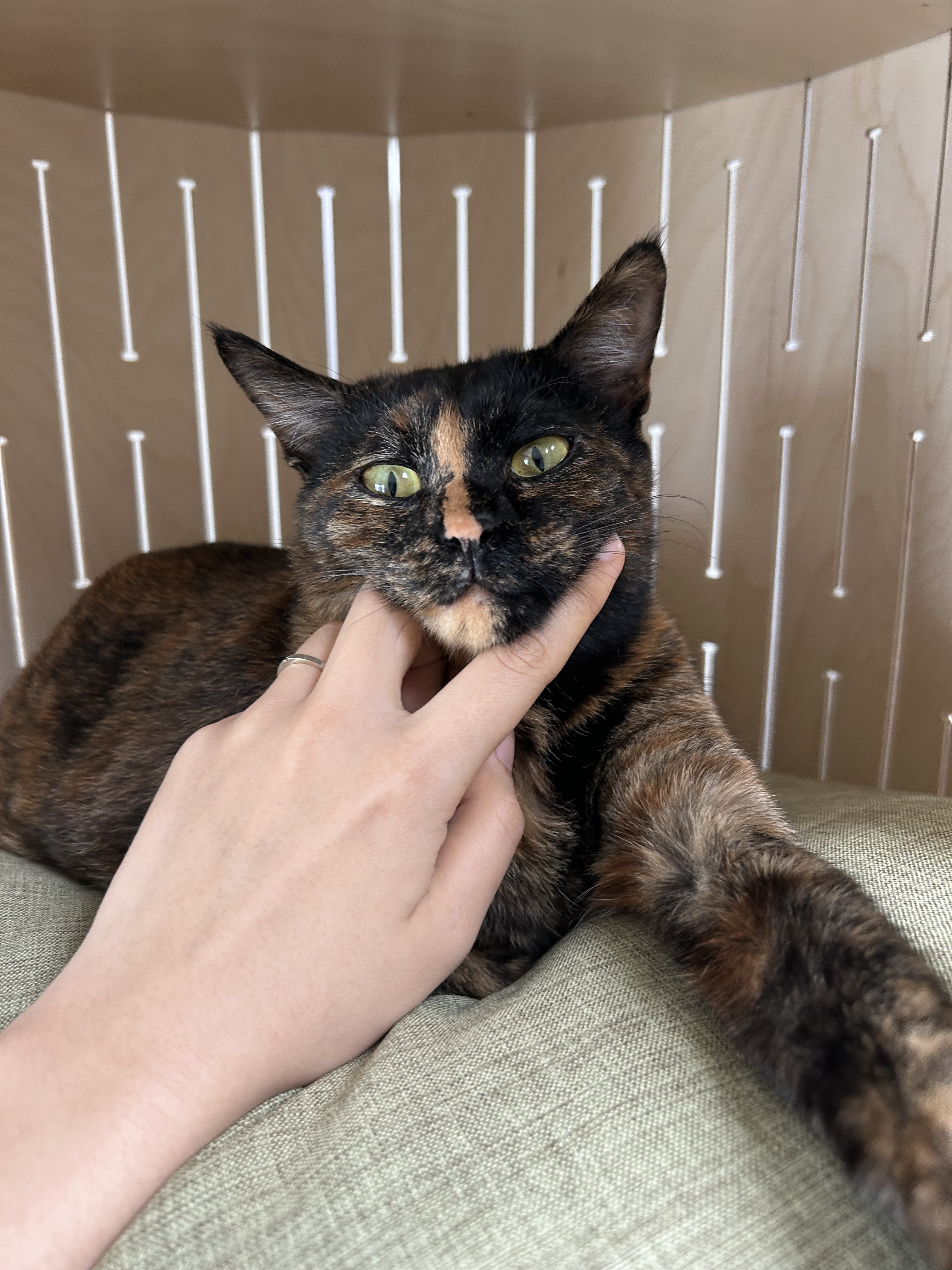 (입홍)✨ 도도한 외모지만 사람이 너무 좋은 개냥이남매 가족을 찾아요 ✨ | 인스티즈