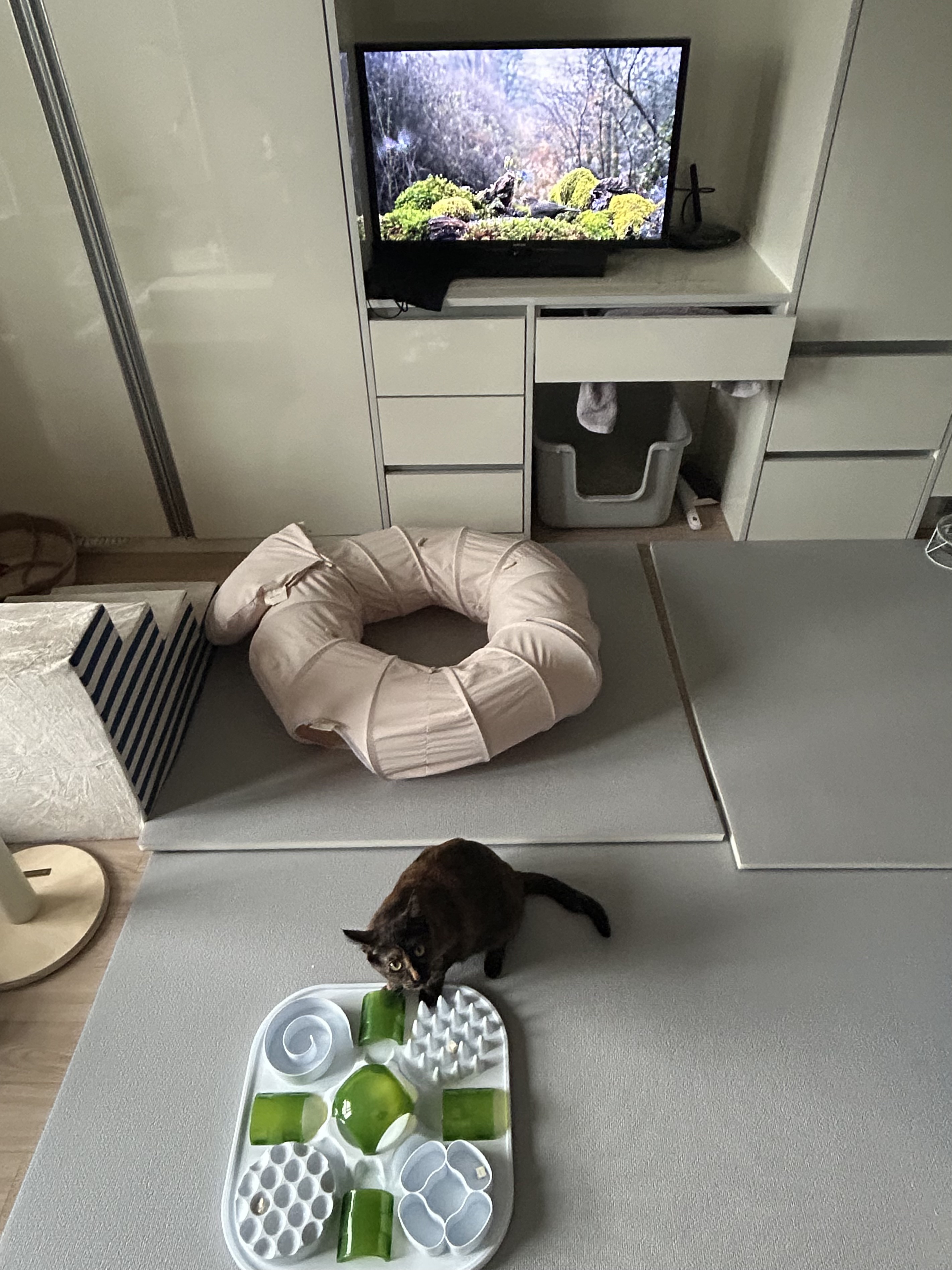 (입홍)✨ 도도한 외모지만 사람이 너무 좋은 개냥이남매 가족을 찾아요 ✨ | 인스티즈