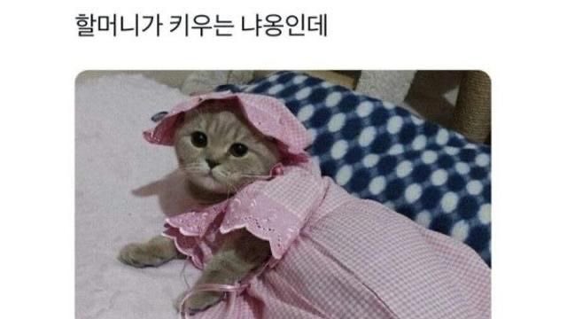 할머니가 키우는 냐옹인데 | 인스티즈