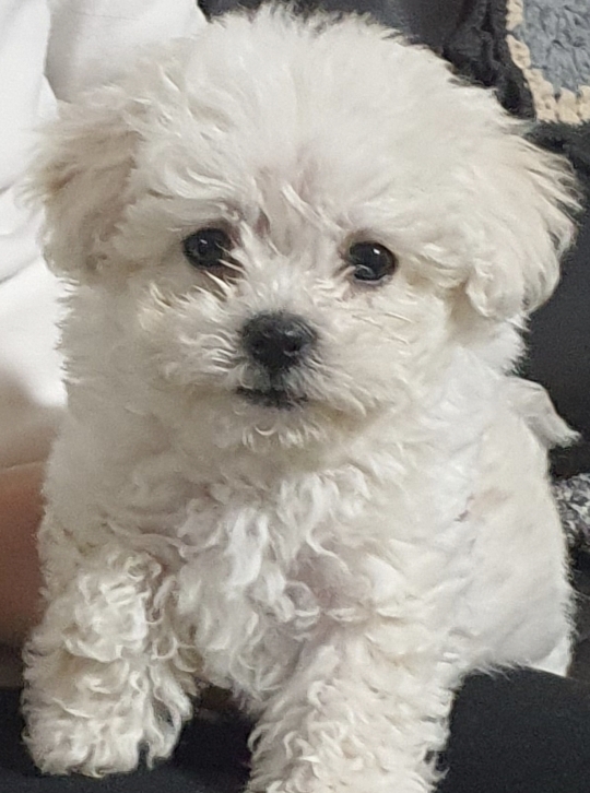 케익이모 이미지