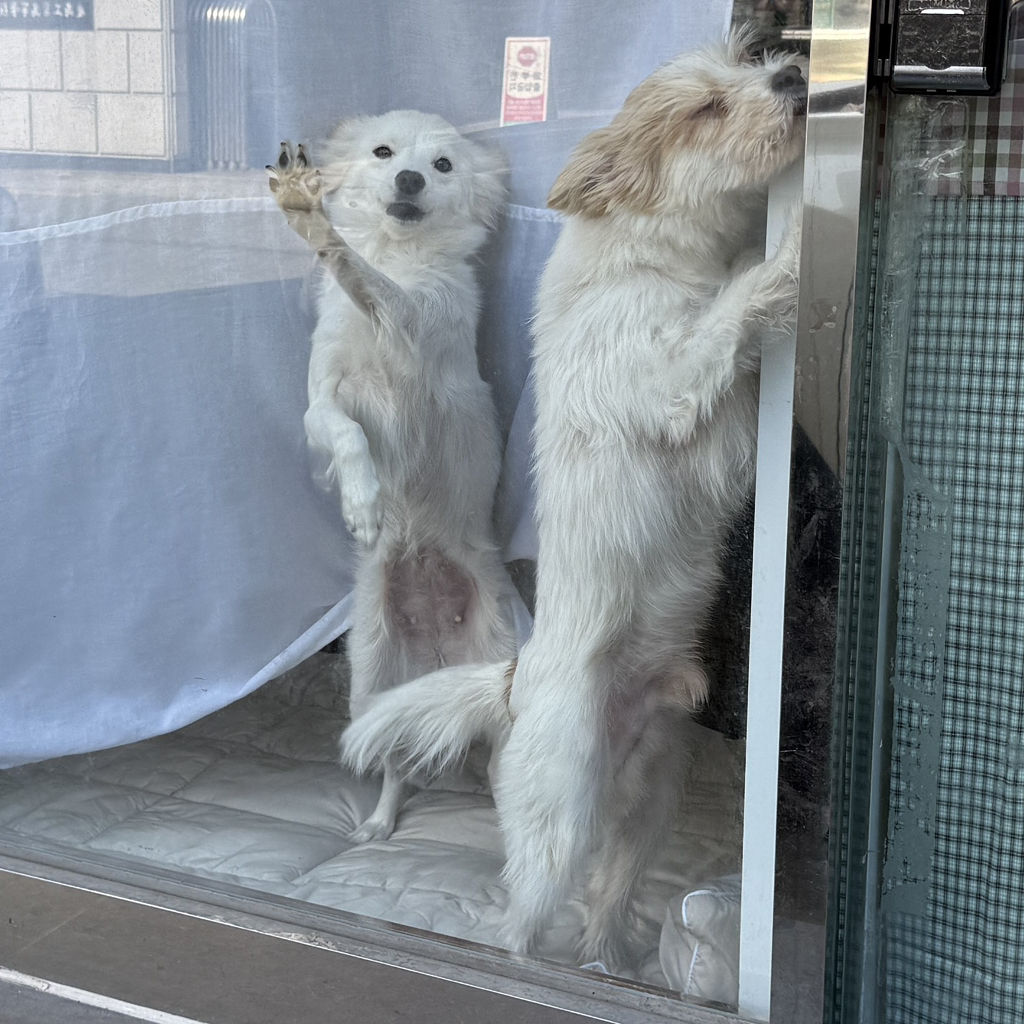 귀여운게 하나가 아니라 둘 | 인스티즈