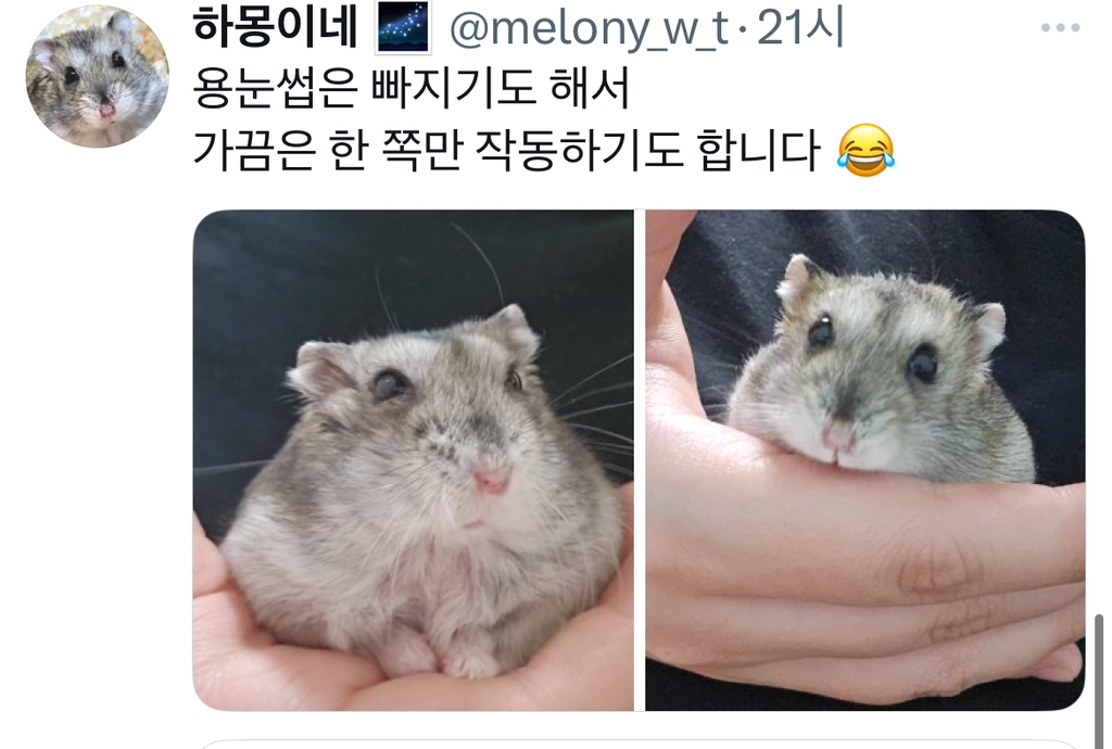 드워프햄스터들 자세히 보면 저렇게 위로 뻗은 안테나 털(?)이 한쌍 있는데 우주 밖에서 뭔가 수신하고 있는 것 같아서 좋음 | 인스티즈