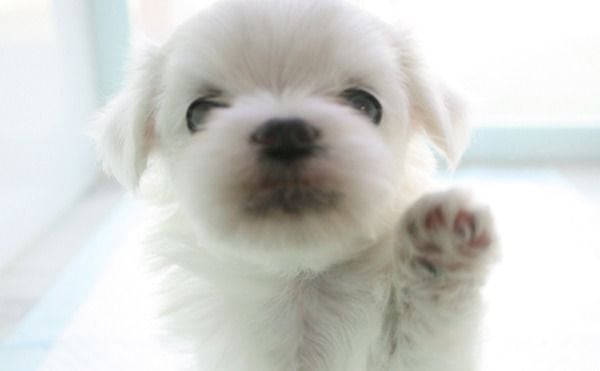 🐶 언니 일어났어? 오늘 하루도 힘내!! | 인스티즈