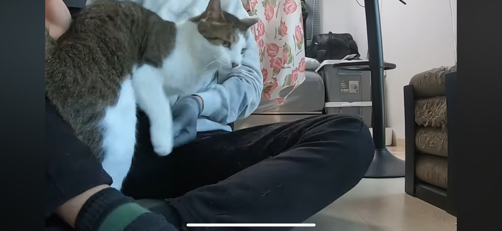 [hahaha] 도라에몽이 된 무(feat.무라에몽) | 인스티즈