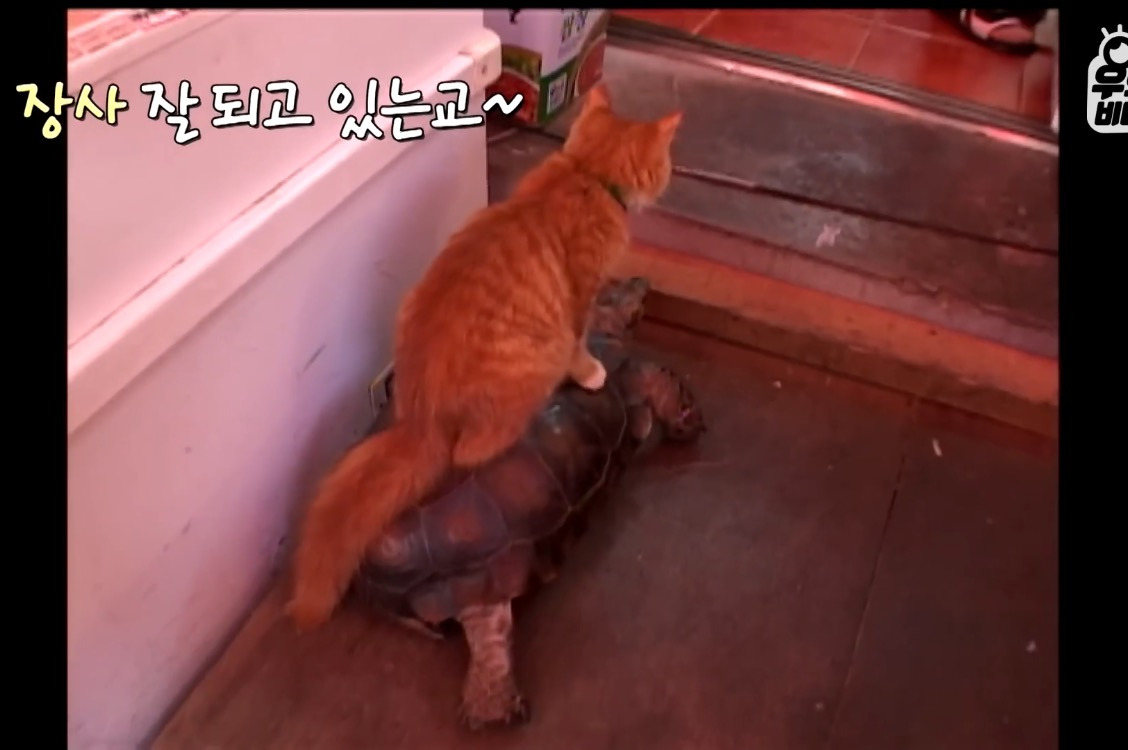 거북이 오너 고양이 | 인스티즈