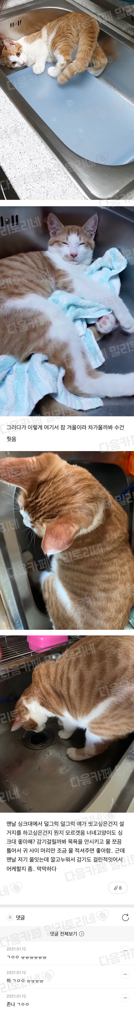 우리 집 고양이 자꾸 싱크대에서 목욕하고 싶어 하는 거 같애 | 인스티즈