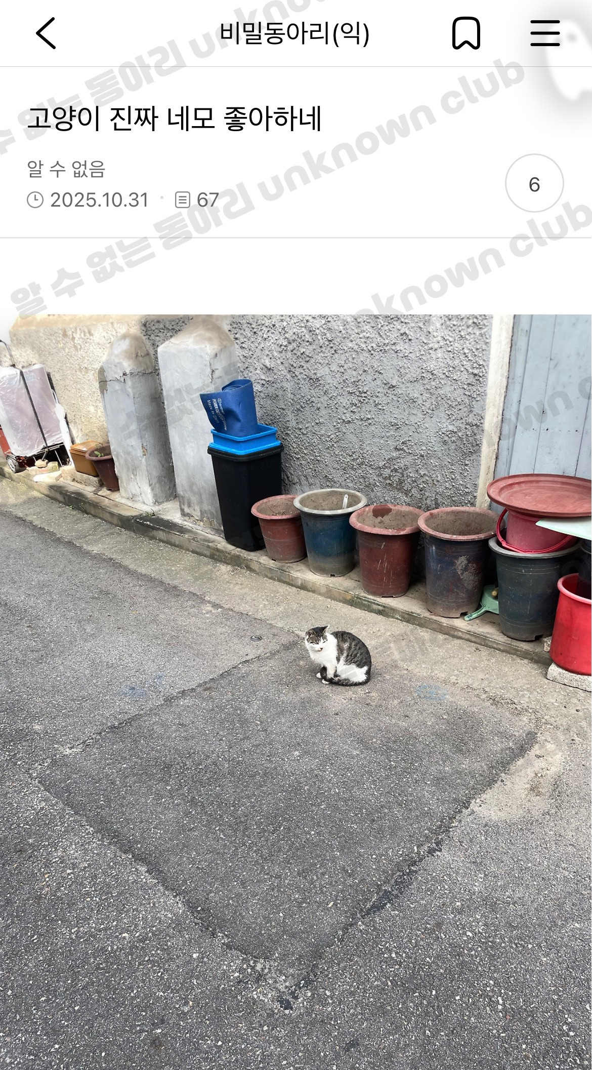 [알귀염] 고양이 진짜 네모 좋아하네 | 인스티즈