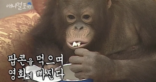 킹콩 이미지