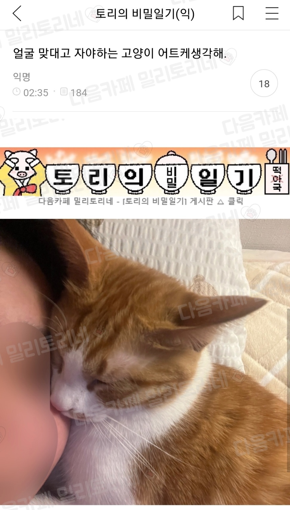 [냥귀염] 얼굴 맞대고 자야하는 고양이 어트케생각해 | 인스티즈