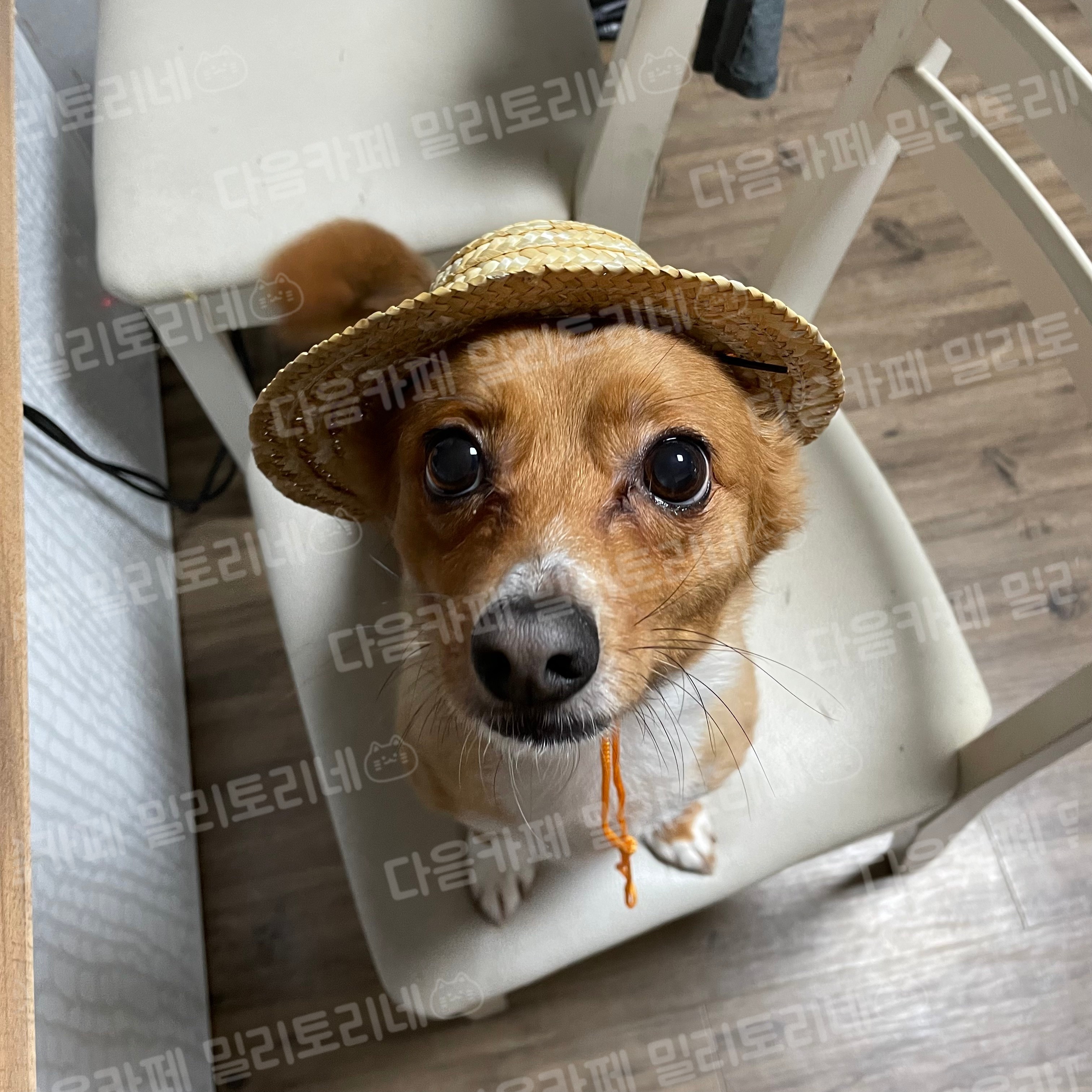 [냥귀염] 도란나 다이소에 모자 있길래 샀는데 진짜 도란나 | 인스티즈