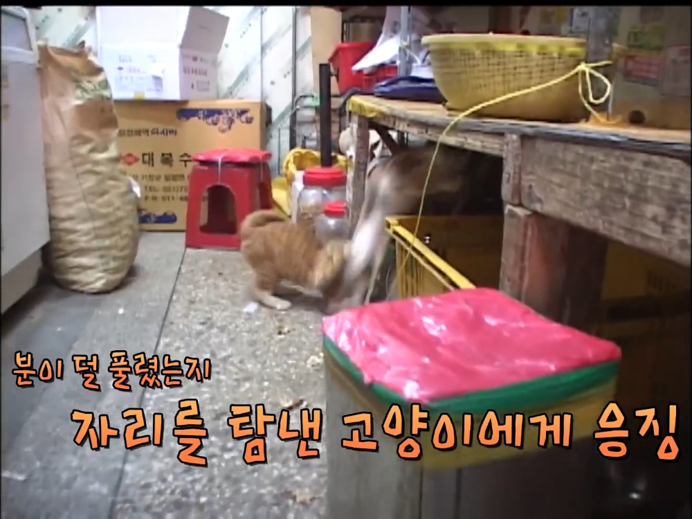 거북이 오너 고양이 | 인스티즈