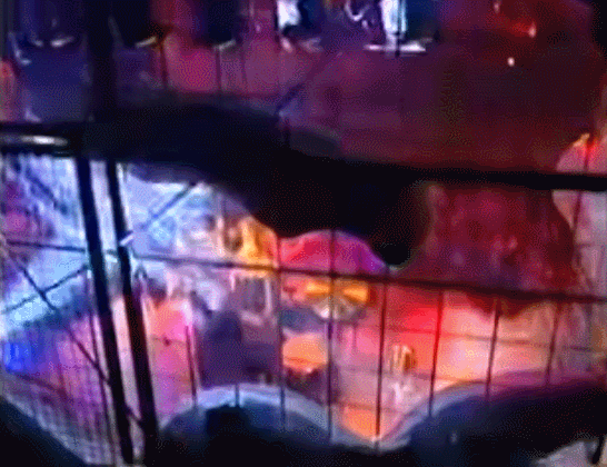 립싱크하래서 짜증난 밴드들의 대깽판 라이브들 | 인스티즈