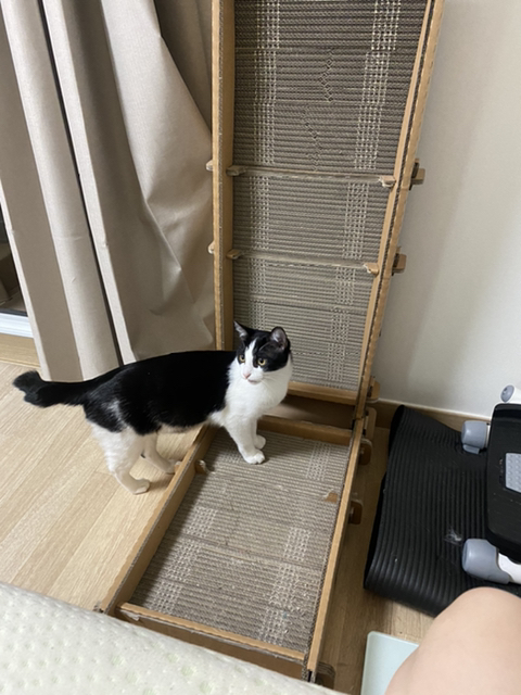 울고양이 성장과정..(사진많음주의) | 인스티즈