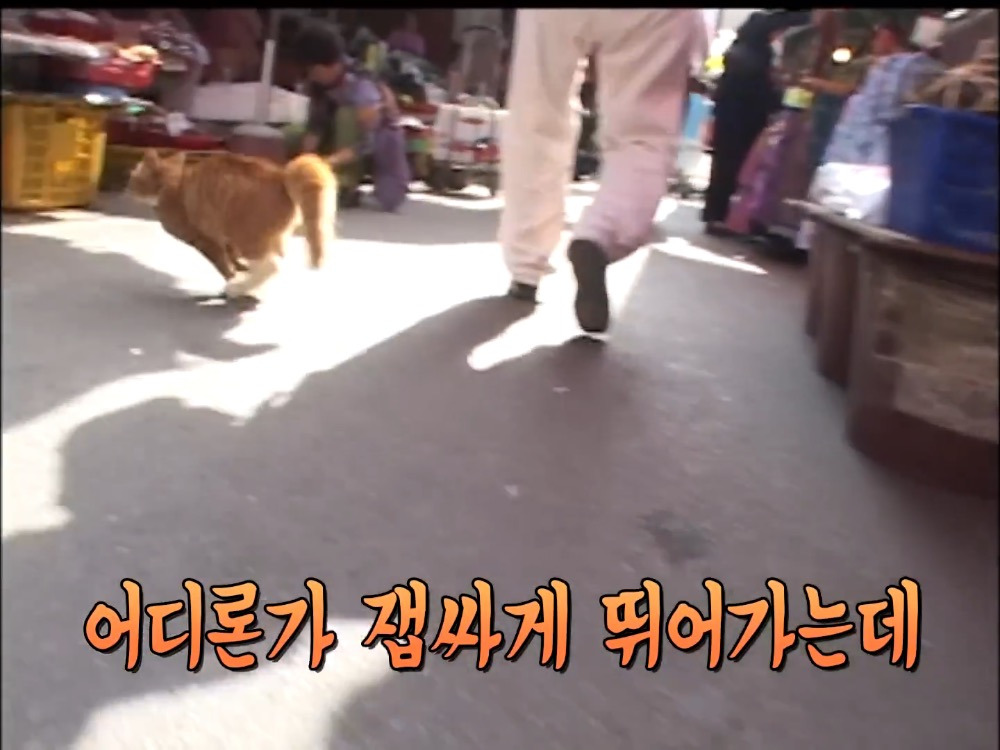 거북이 오너 고양이 | 인스티즈