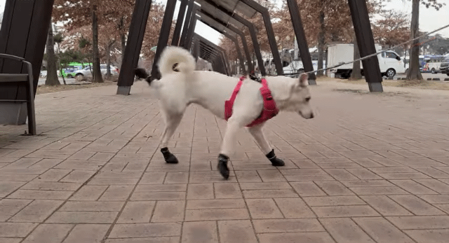 대부분의 반려견시설 이용이 불가한 진돗개+진도믹스 | 인스티즈